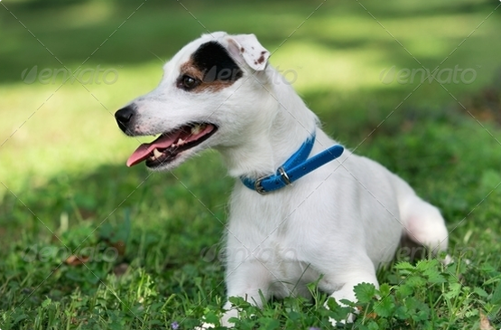 Dog adoption page